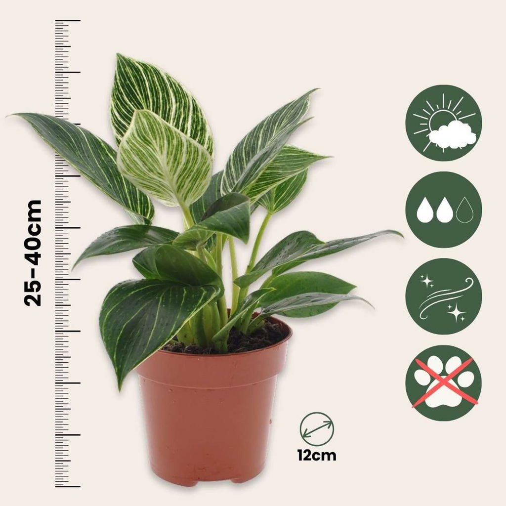 Filodendron - Philodendron 'White Wave' - Înălţime 25-40cm - ⌀12cm