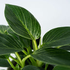 Filodendron - 2 buc - Philodendron 'White Wave' - Înălţime 25-40cm - ⌀12cm