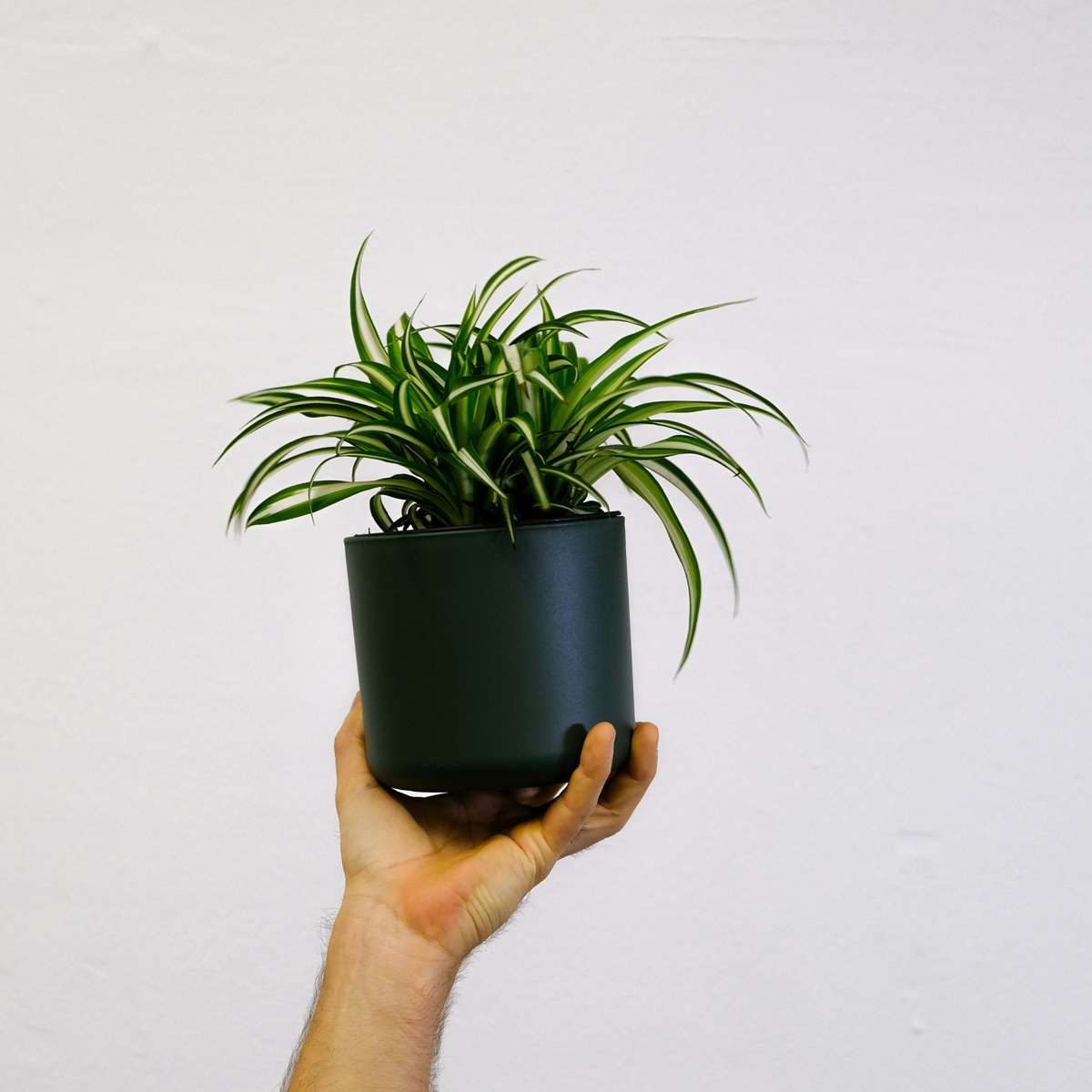 Planta-păianjen - Chlorophytum 'Atlantic' - Inaltime 25-40cm - ⌀12cm