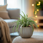 Planta-păianjen - 3 buc - Chlorophytum comosum 'Atlantic' - În. 25-40cm - ⌀12cm