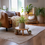 Planta-păianjen - 3 buc - Chlorophytum comosum 'Atlantic' - În. 25-40cm - ⌀12cm