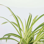 Planta-păianjen - 3 buc - Chlorophytum comosum 'Atlantic' - În. 25-40cm - ⌀12cm