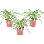 Planta-păianjen - 3 buc - Chlorophytum comosum 'Atlantic' - În. 25-40cm - ⌀12cm