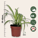 Planta-păianjen - 3 buc - Chlorophytum comosum 'Atlantic' - În. 25-40cm - ⌀12cm