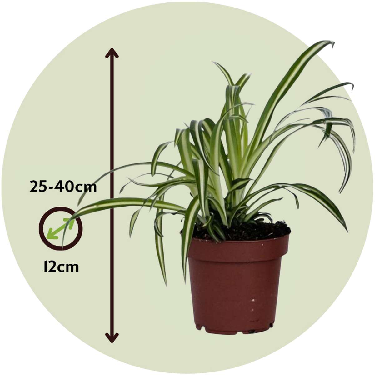 Planta-păianjen - 6 buc - Chlorophytum comosum 'Atlantic' - În. 25-40cm - ⌀12cm