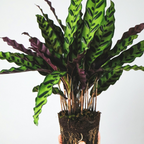 Planta paun - Goeppertia insignis - Înălţime 30-40cm - ⌀12cm