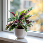 Planta paun - Goeppertia insignis - Înălţime 30-40cm - ⌀12cm