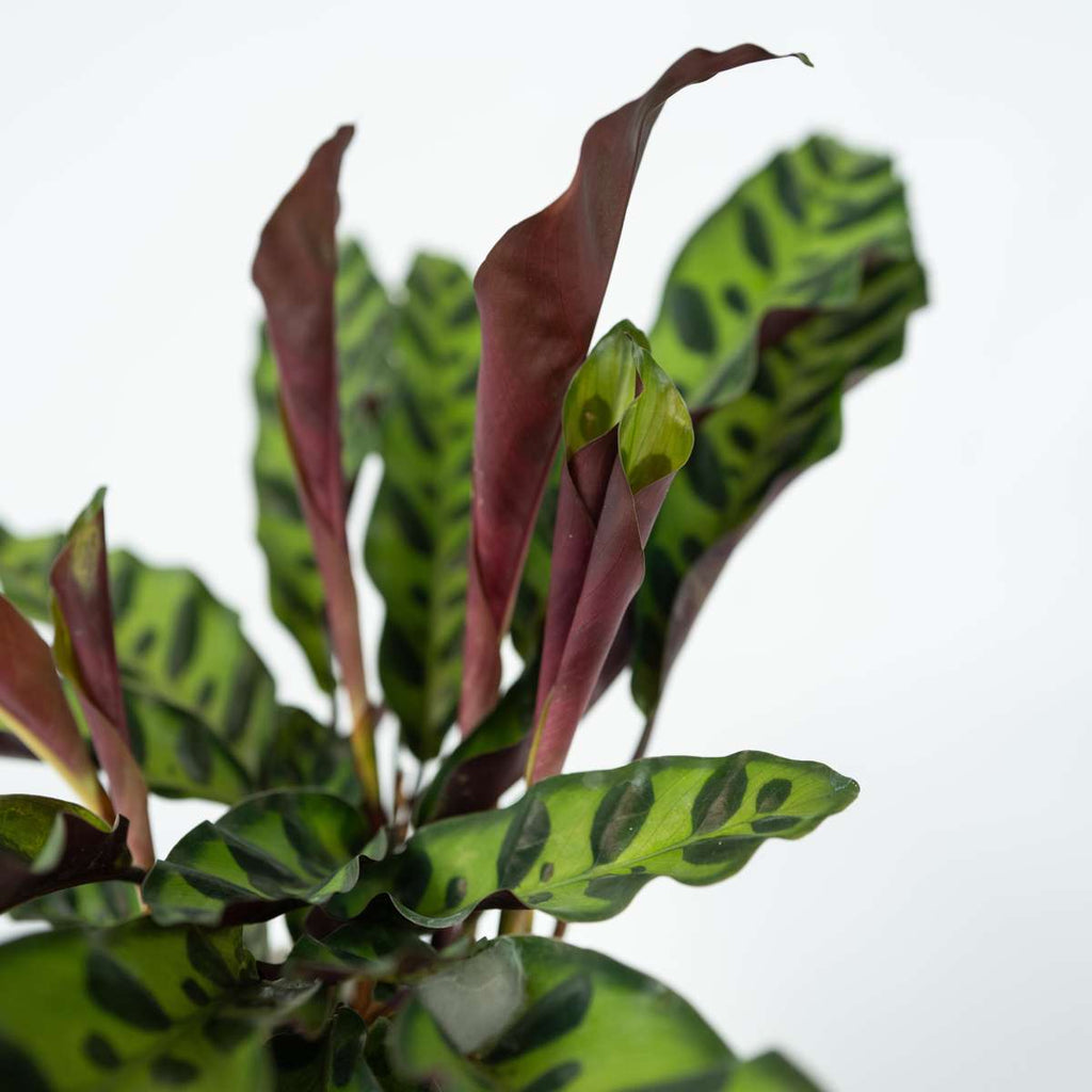 Planta paun - Goeppertia insignis - Înălţime 30-40cm - ⌀12cm