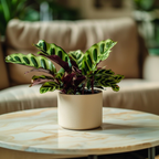 Planta paun - 2 buc - Goeppertia insignis - Înălţime 30-40cm - ⌀12cm