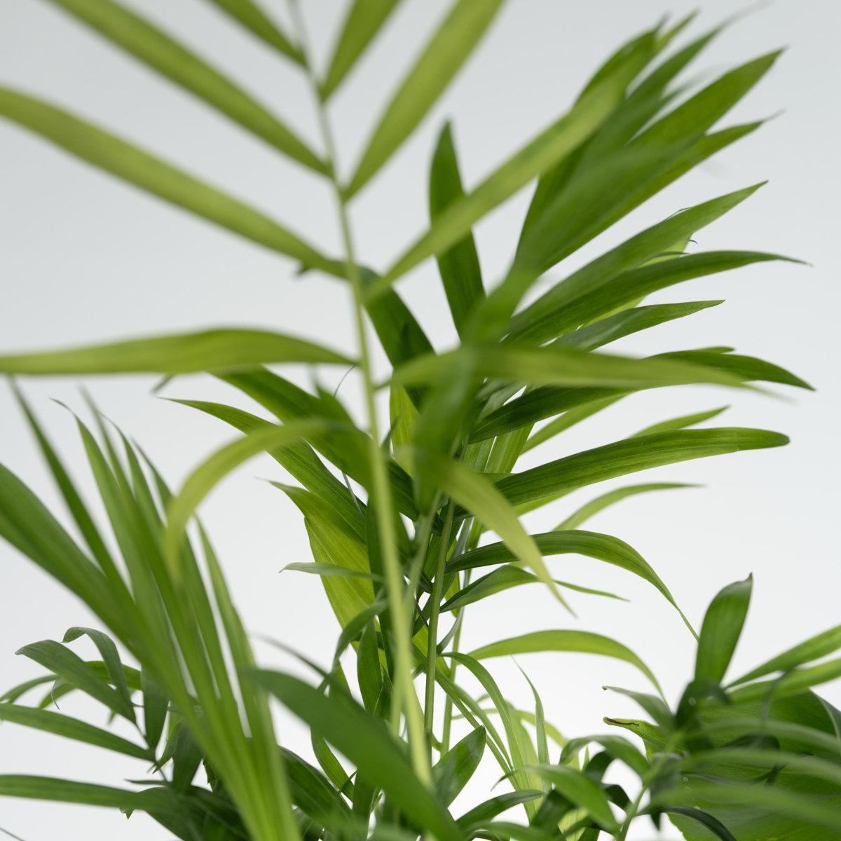 Set de plante de interior în coș decorativ - Set de 4 - Înălțime 25-40cm - ⌀12cm