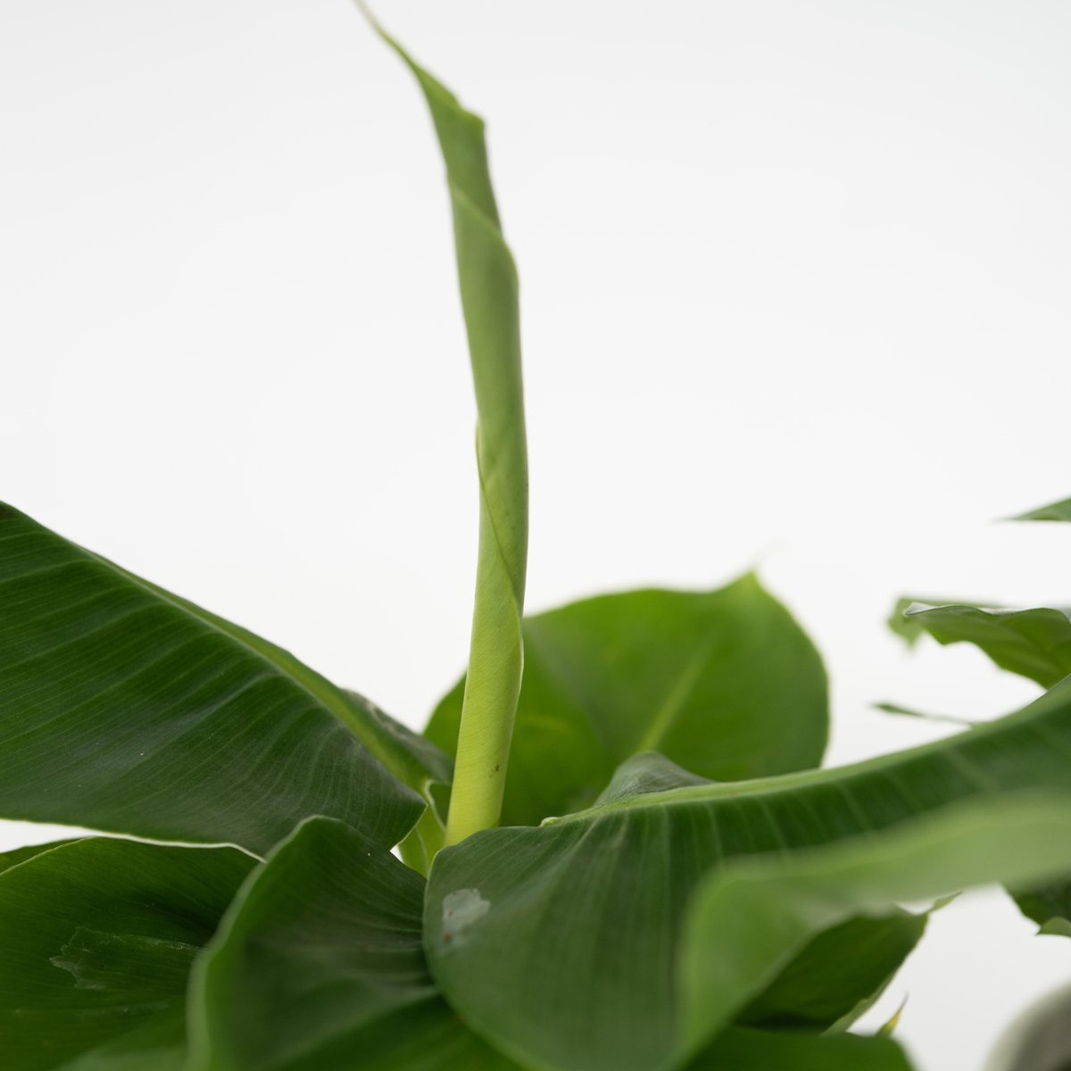 Set de plante de interior în coș decorativ - Set de 4 - Înălțime 25-40cm - ⌀12cm