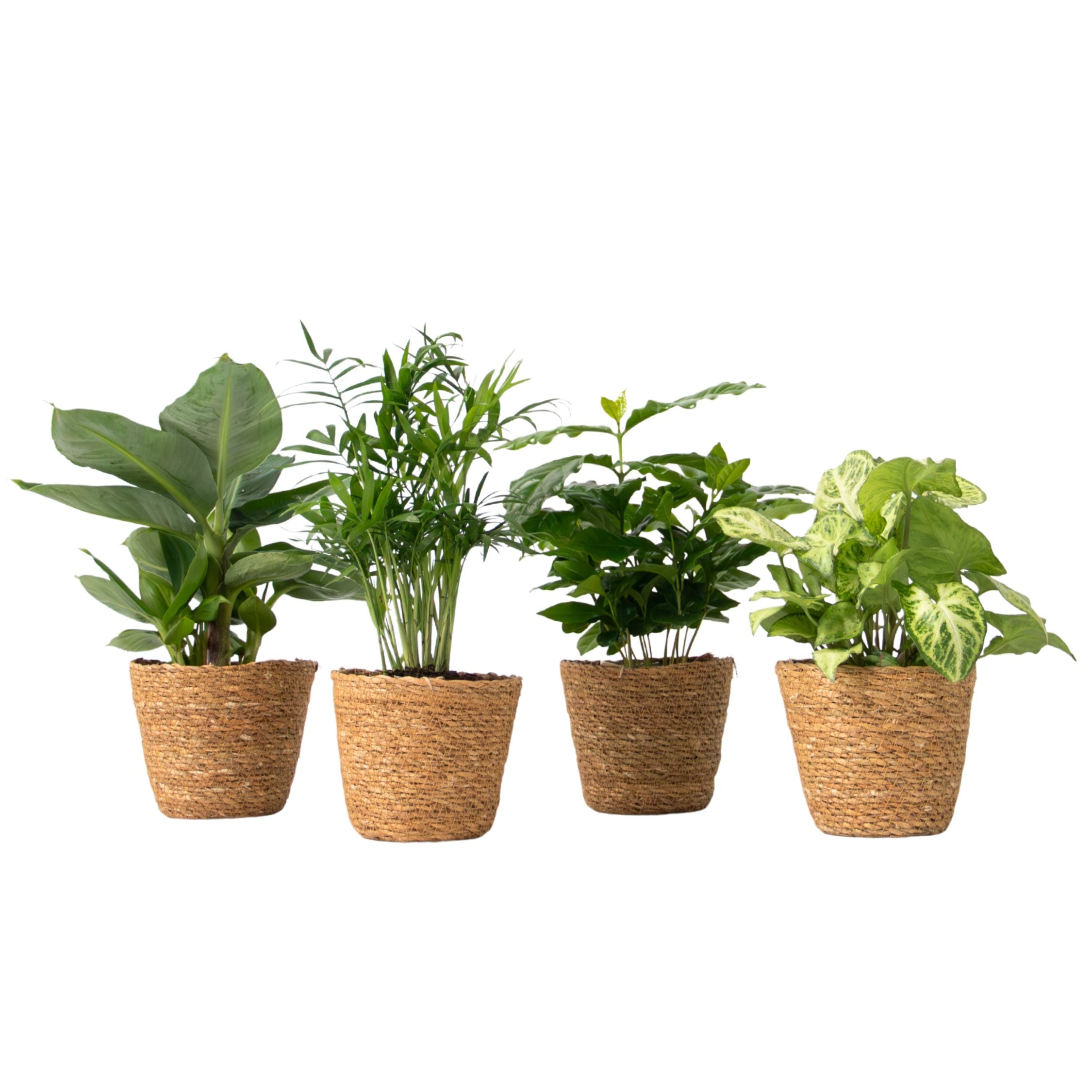 Set de plante de interior în coș decorativ - Set de 4 - Înălțime 25-40cm - ⌀12cm