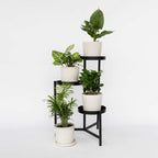 Set de plante de apartament - 4 buc - Înălţime 25-40cm - ⌀12cm