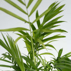 Set de plante de apartament - 4 buc - Înălţime 25-40cm - ⌀12cm