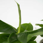 Set de plante de apartament - 4 buc - Înălţime 25-40cm - ⌀12cm