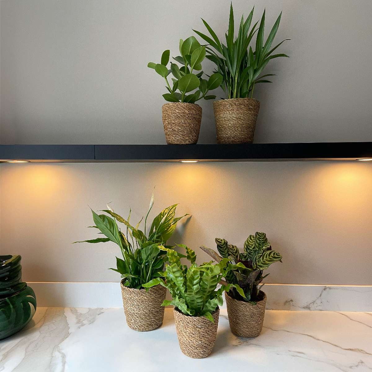 Plante purificatoare de aer - 5 buc - Include coș - Înălţime 25-40cm - ⌀12cm