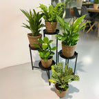 Plante purificatoare de aer - 5 buc - Include coș - Înălţime 25-40cm - ⌀12cm