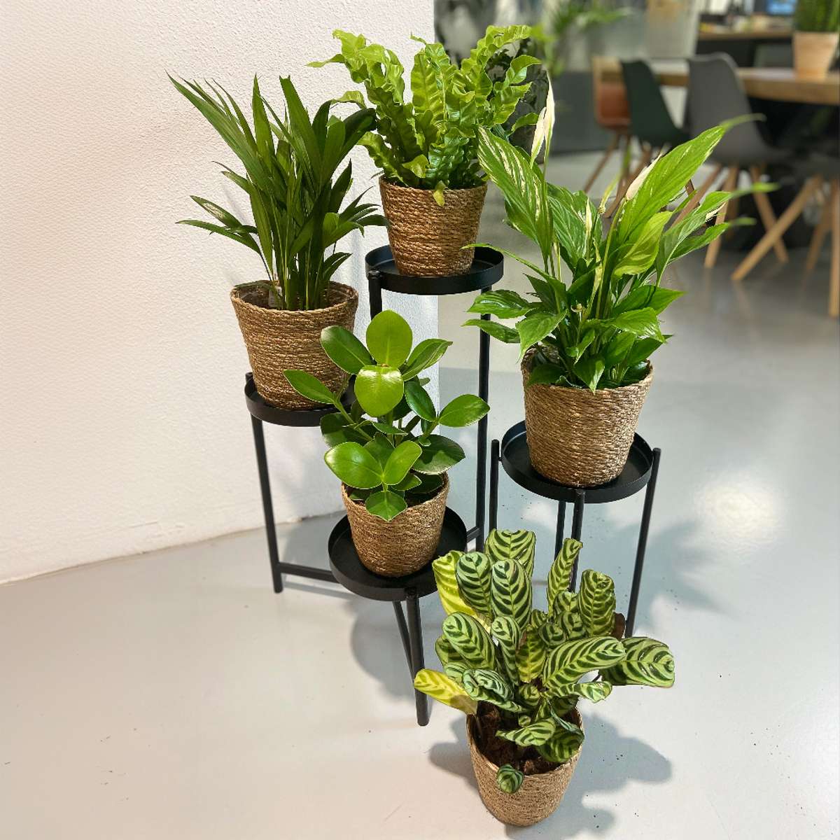 Plante purificatoare de aer - 5 buc - Include coș - Înălţime 25-40cm - ⌀12cm