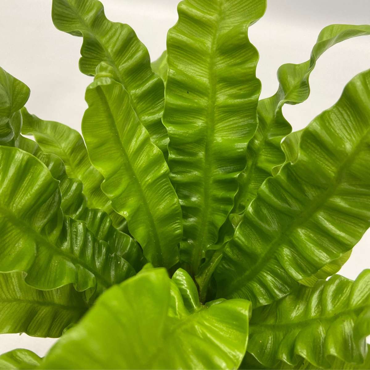 Plante purificatoare de aer - 5 buc - Include coș - Înălţime 25-40cm - ⌀12cm