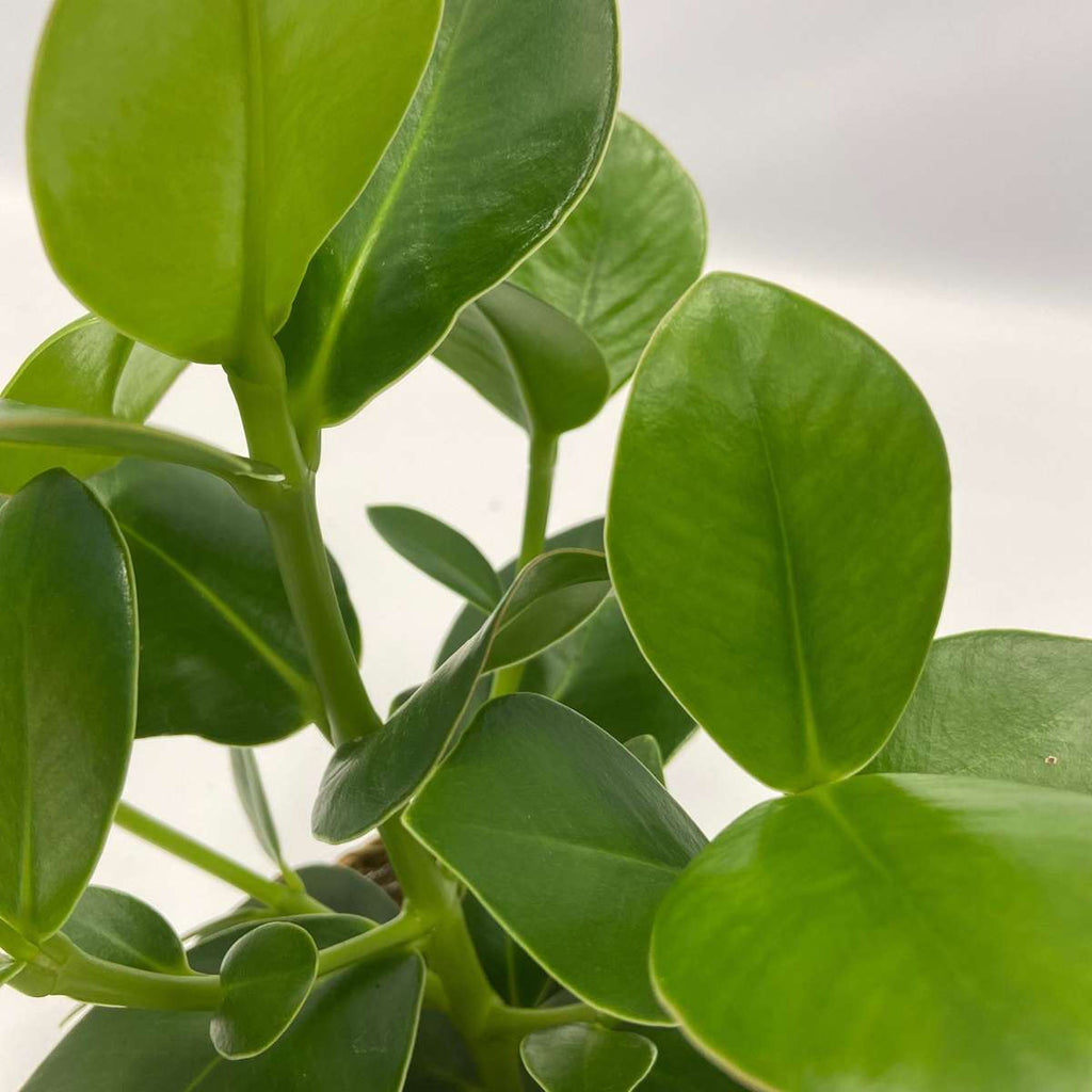 Plante purificatoare de aer - 5 buc - Include coș - Înălţime 25-40cm - ⌀12cm