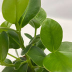 Plante purificatoare de aer - 5 buc - Include coș - Înălţime 25-40cm - ⌀12cm