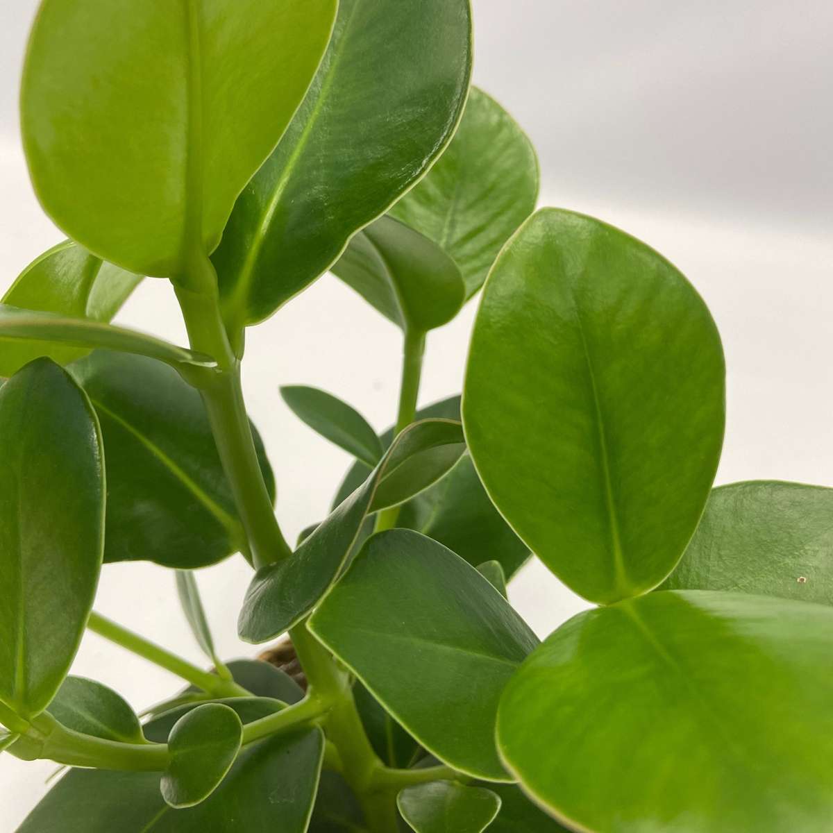 Plante purificatoare de aer - 5 buc - Include coș - Înălţime 25-40cm - ⌀12cm