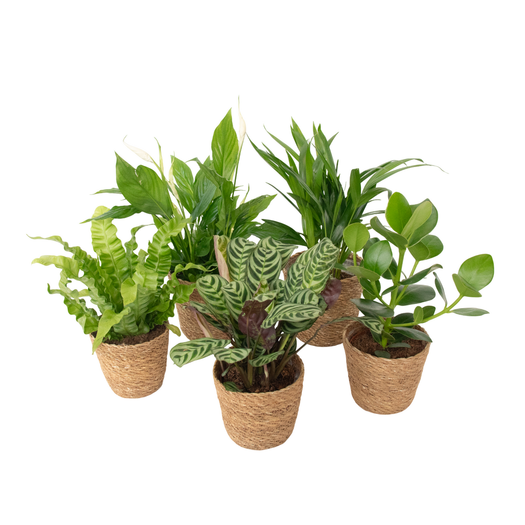 Plante purificatoare de aer - 5 buc - Include coș - Înălţime 25-40cm - ⌀12cm