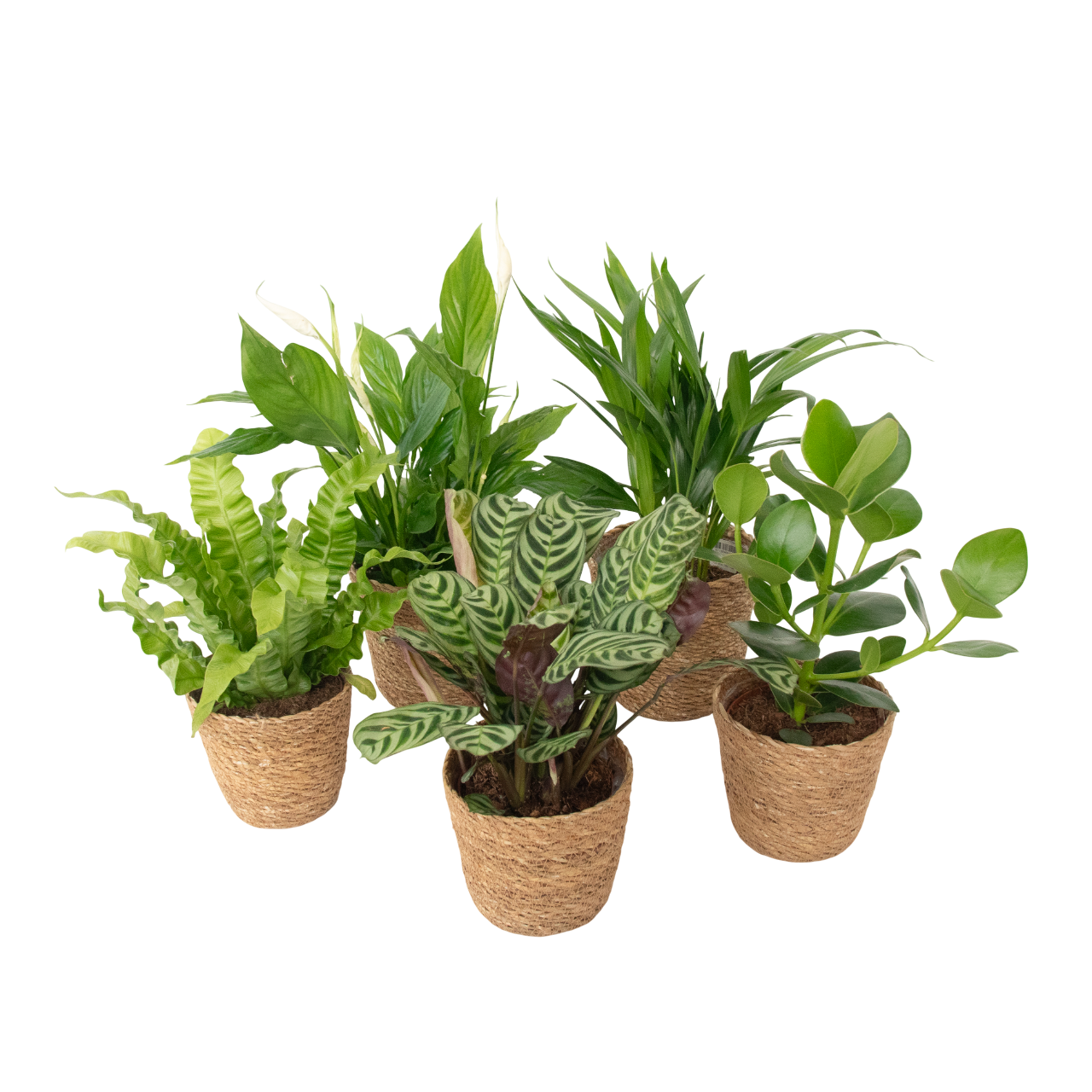 Plante purificatoare de aer - 5 buc - Include coș - Înălţime 25-40cm - ⌀12cm