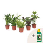 Plante purificatoare de aer - 5 buc - Înălţime 25-40cm - ⌀12cm