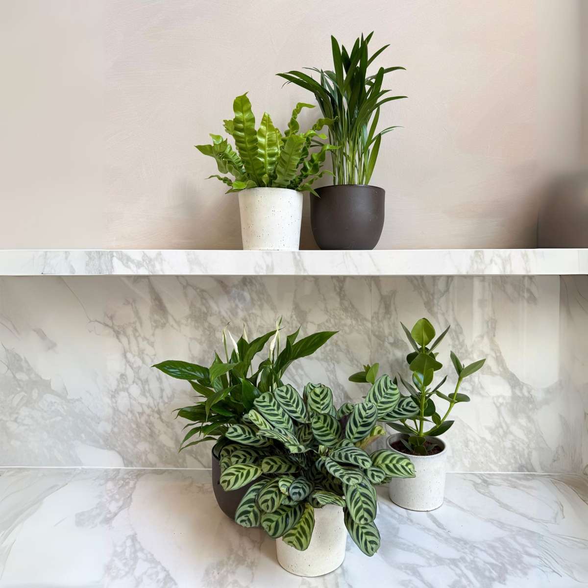 Plante purificatoare de aer - 5 buc - Înălţime 25-40cm - ⌀12cm