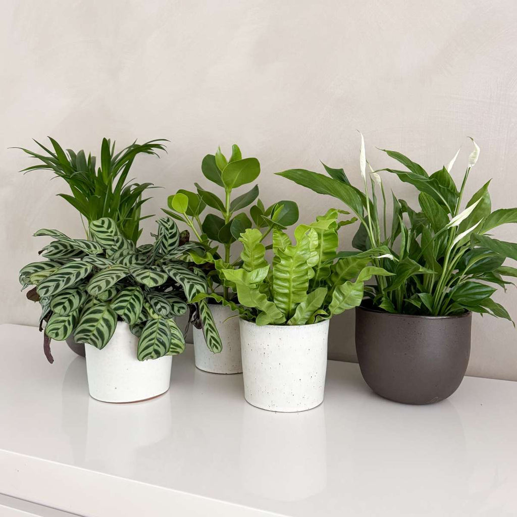 Plante purificatoare de aer - 5 buc - Înălţime 25-40cm - ⌀12cm