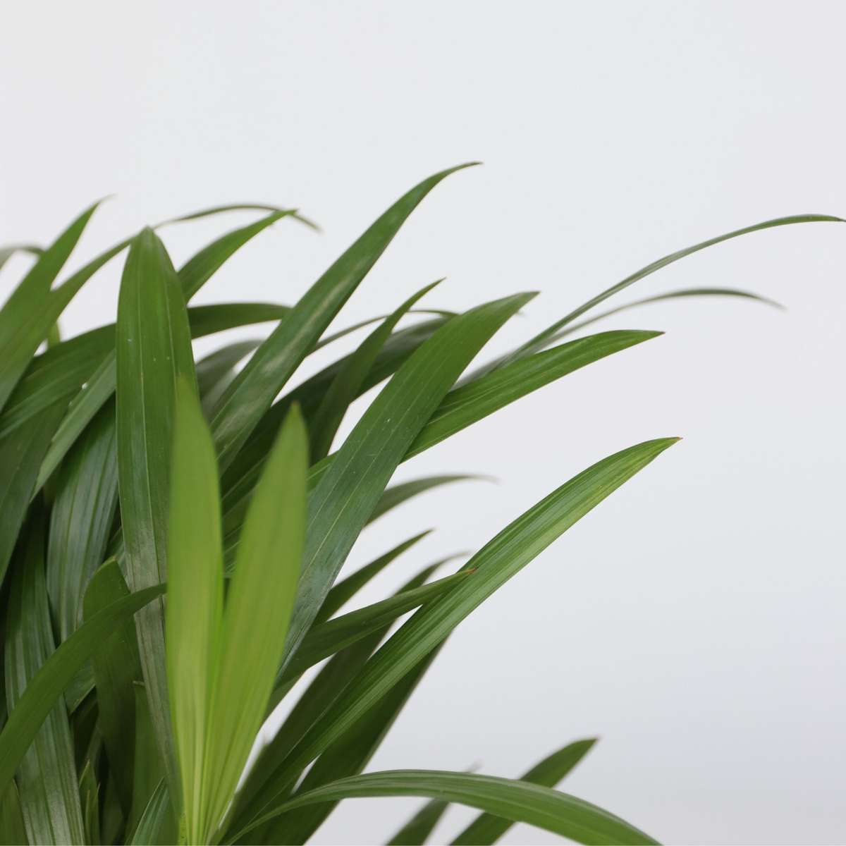 Plante purificatoare de aer - 5 buc - Înălţime 25-40cm - ⌀12cm