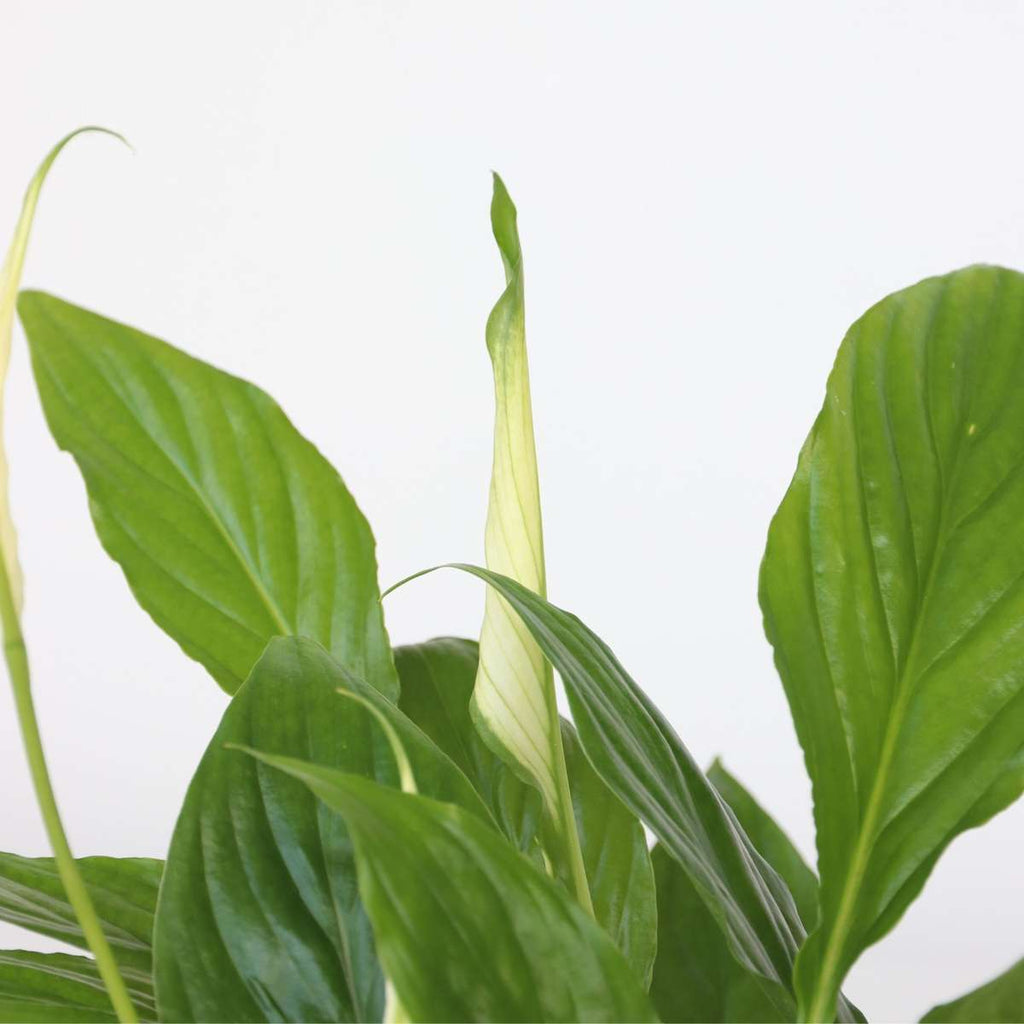 Plante purificatoare de aer - 5 buc - Înălţime 25-40cm - ⌀12cm