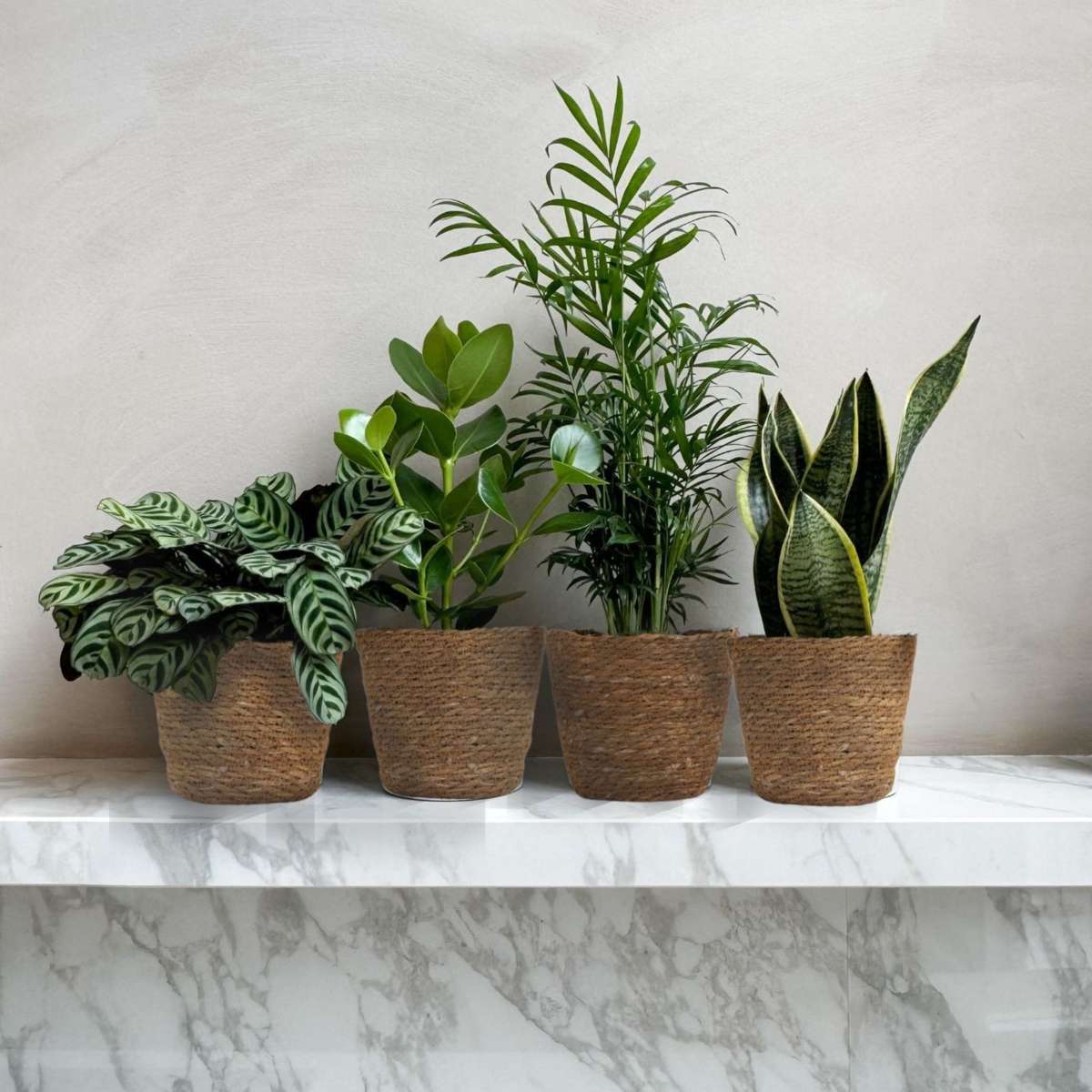 Plante de interior ușor de îngrijit - Set 4 cu coș - Înălțime 25–40cm - ⌀12cm