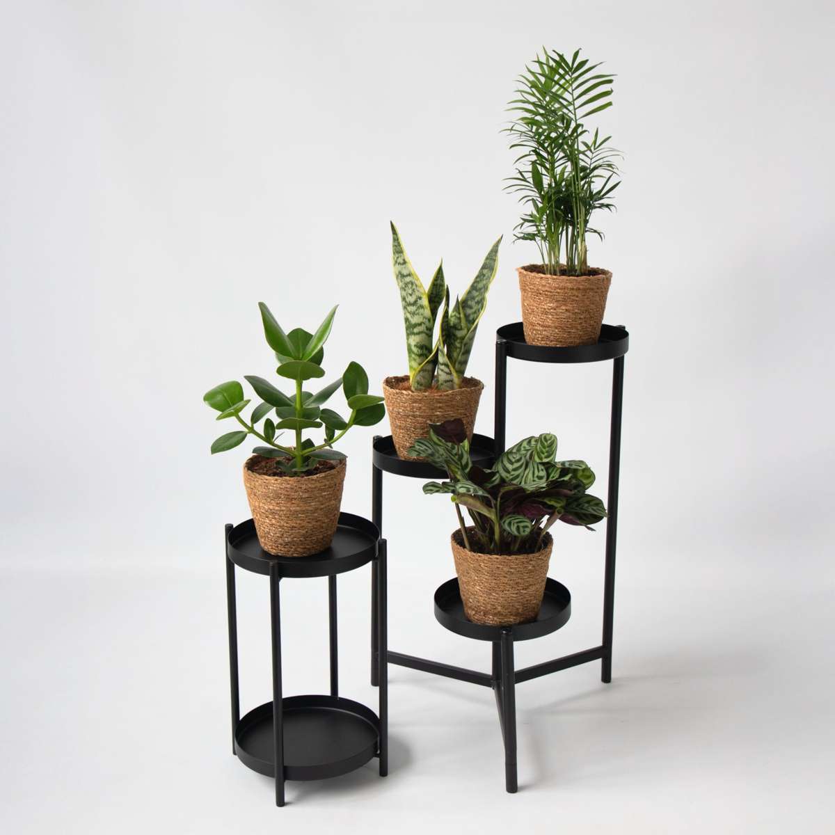 Plante de interior ușor de îngrijit - Set 4 cu coș - Înălțime 25–40cm - ⌀12cm