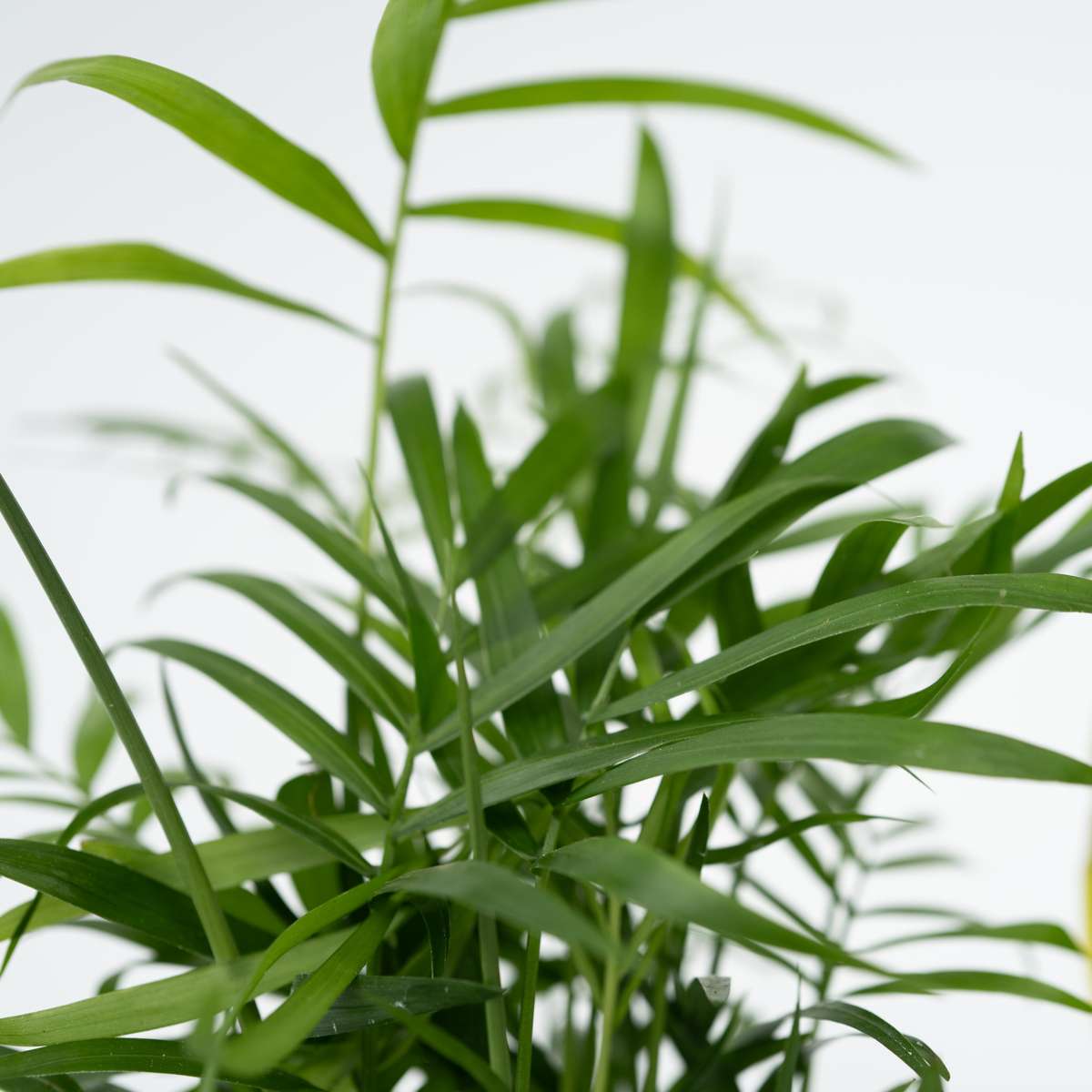 Plante de interior ușor de îngrijit - Set 4 cu coș - Înălțime 25–40cm - ⌀12cm