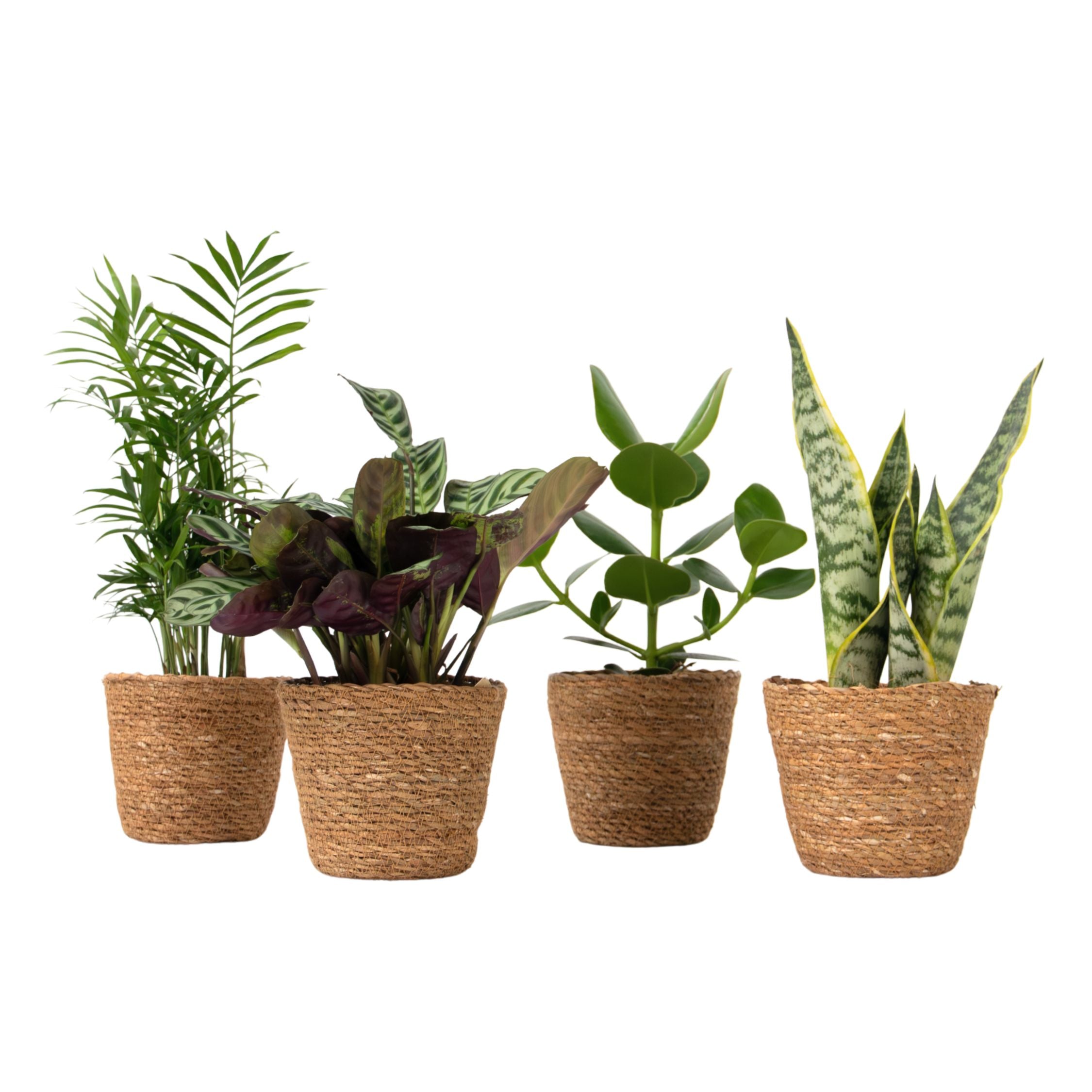 Plante de interior ușor de îngrijit - Set 4 cu coș - Înălțime 25–40cm - ⌀12cm