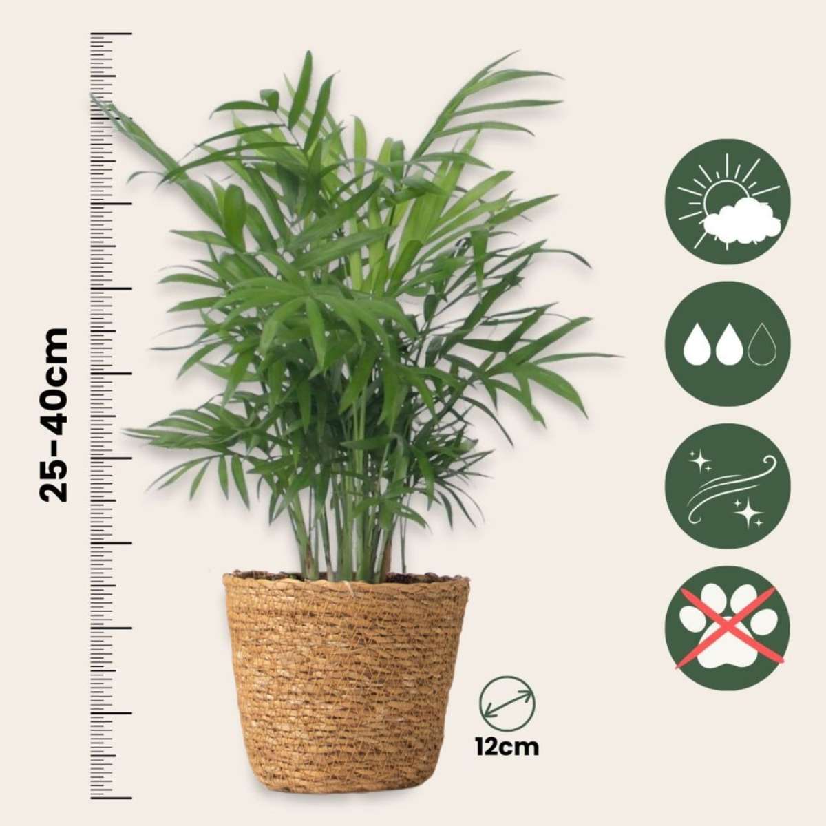 Plante de interior ușor de îngrijit - Set 4 cu coș - Înălțime 25–40cm - ⌀12cm
