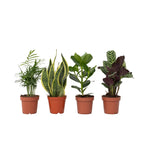 Mix ușor de întreținut - 4 buc - Înălţime 25-40cm - ⌀12cm