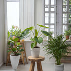 Mix de palme pentru interior - 4 buc - Dypsis, Chamaedorea - În. 25-40cm - ⌀12cm