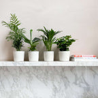 Mix la modă pentru interior - 4 buc - Înălţime 25-40cm - ⌀12cm