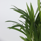 Mix la modă pentru interior - 4 buc - Înălţime 25-40cm - ⌀12cm