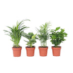 Mix la modă pentru interior - 4 buc - Înălţime 25-40cm - ⌀12cm