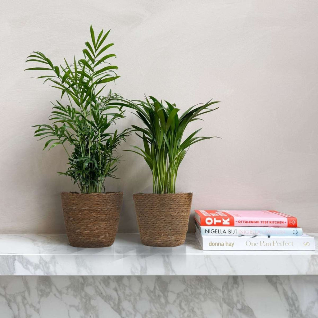 Mici Dypsis și Chamaedorea - Set de 2 cu coș - Înălțime 25-40cm - ⌀12cm