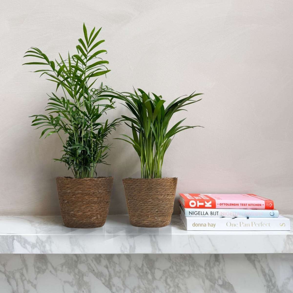 Mici Dypsis și Chamaedorea - Set de 2 cu coș - Înălțime 25-40cm - ⌀12cm