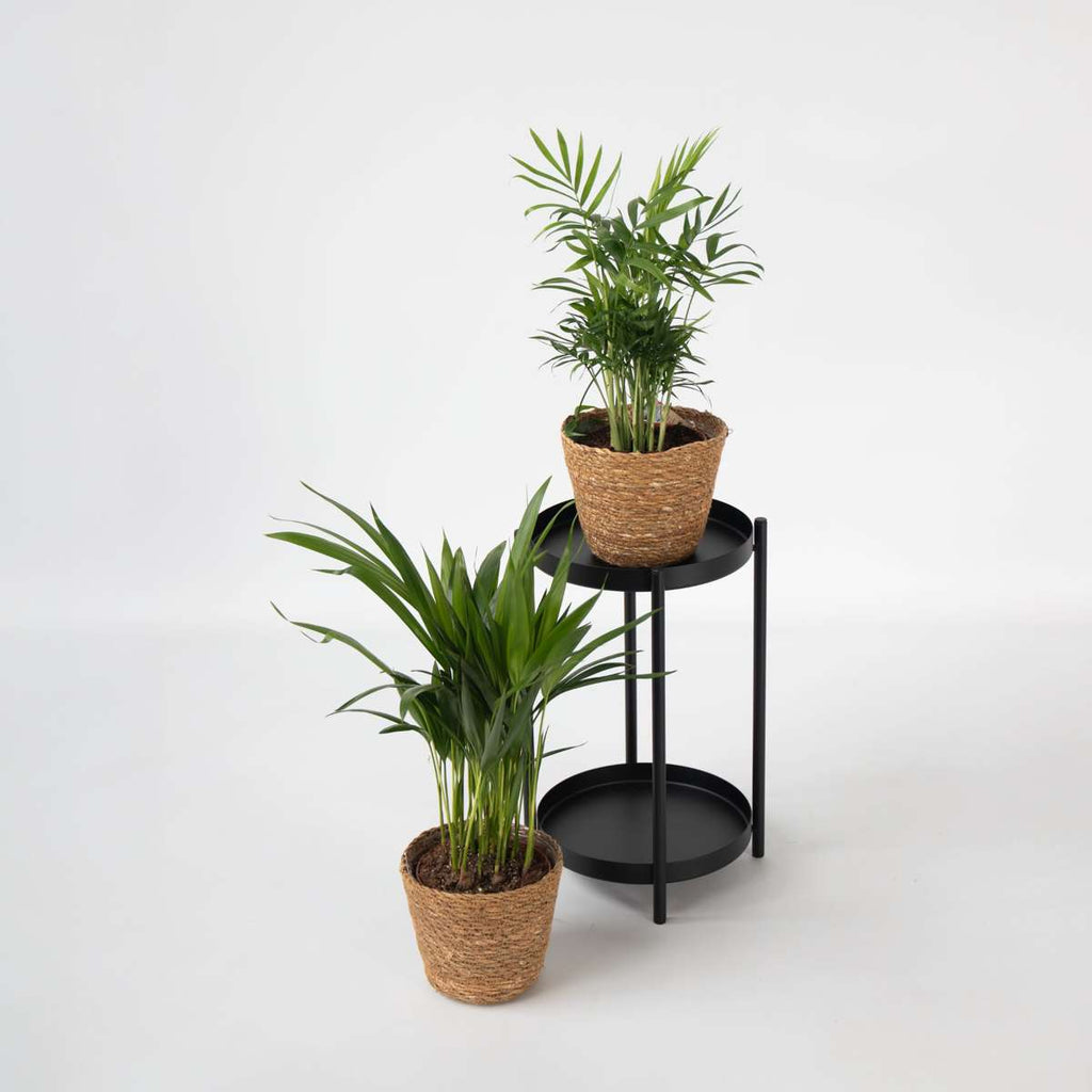 Mici Dypsis și Chamaedorea - Set de 2 cu coș - Înălțime 25-40cm - ⌀12cm