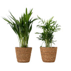 Mici Dypsis și Chamaedorea - Set de 2 cu coș - Înălțime 25-40cm - ⌀12cm