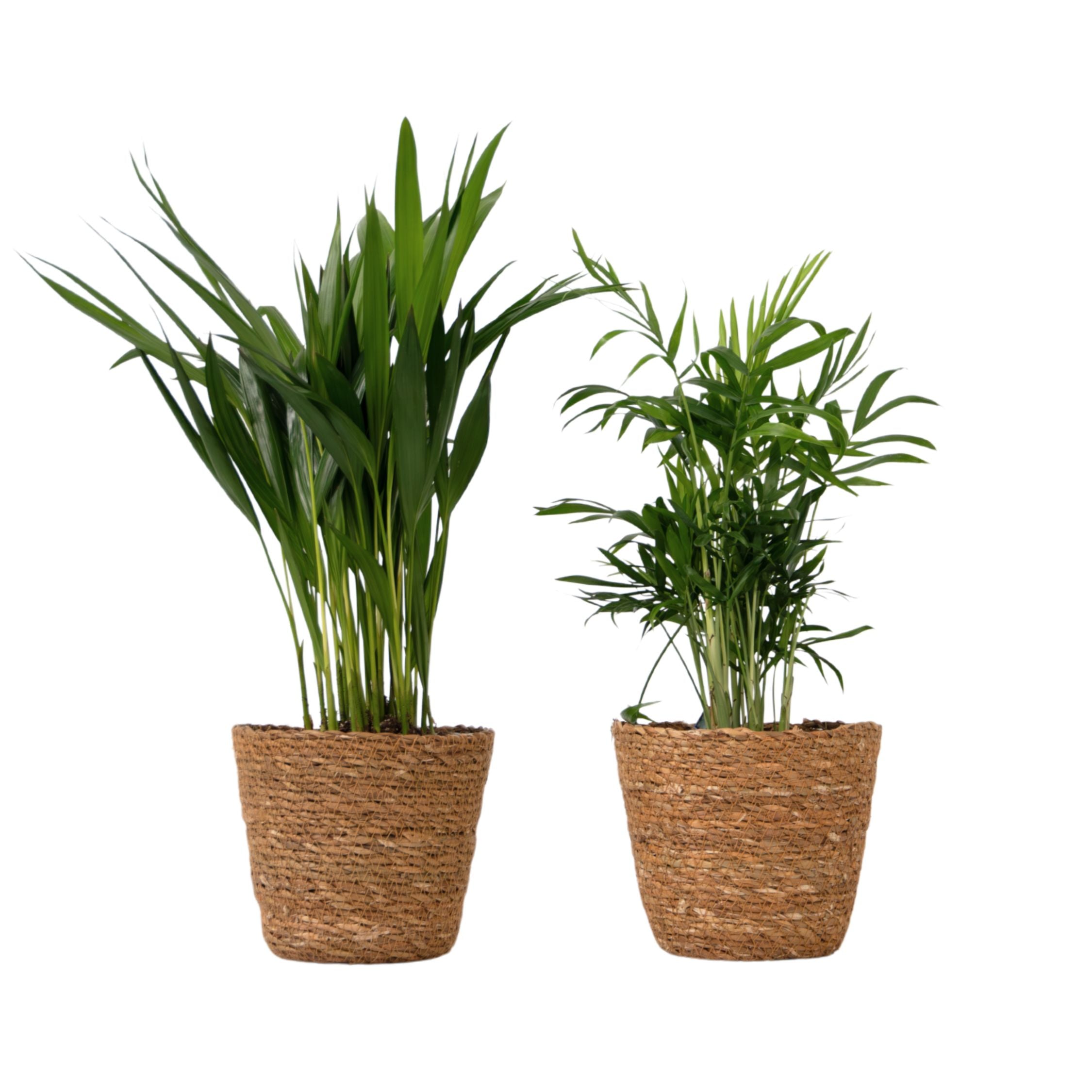 Mici Dypsis și Chamaedorea - Set de 2 cu coș - Înălțime 25-40cm - ⌀12cm