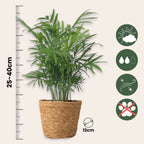 Mici Dypsis și Chamaedorea - Set de 2 cu coș - Înălțime 25-40cm - ⌀12cm