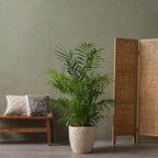 Mix de palme pentru interior - 4 buc - Dypsis, Chamaedorea - În. 25-40cm - ⌀12cm